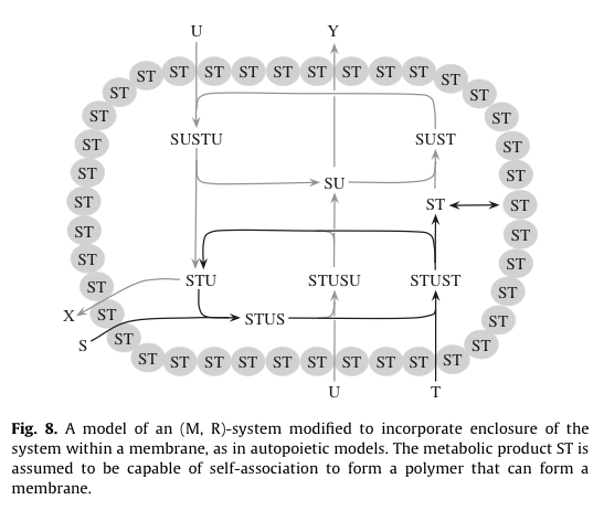 Cárdenas Autopoietic system