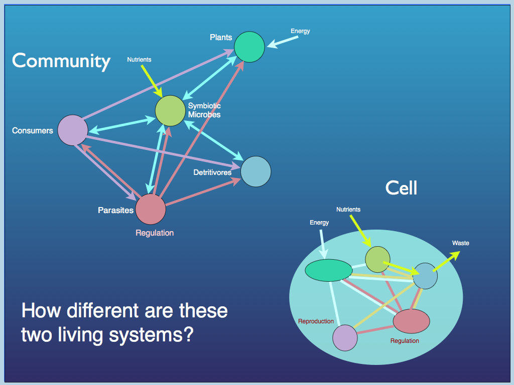 community-cell equivalence