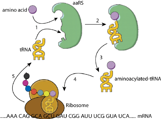protein translation system